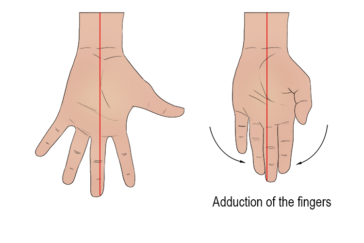 Finger adduction occurs if your fingers and thumb are in an outstretched position and you bring them together. If there is a movement towards the midline of the hand back to the anatomical position of the hand then this is adduction.